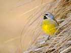 Male White-bridled finch in typical Tussock Grass on Sea Lion Island. Falkland Islands Art Print